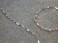 img/Lacerazioni/line-time 1.jpg